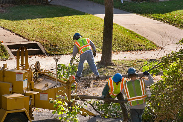 Best Emergency Tree Removal  in Lehigh Acres, FL